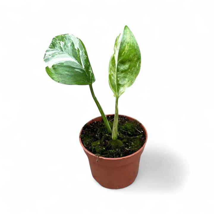 Monstera lechleriana variegata potted houseplant in nursery pot on white background, product photo 2.