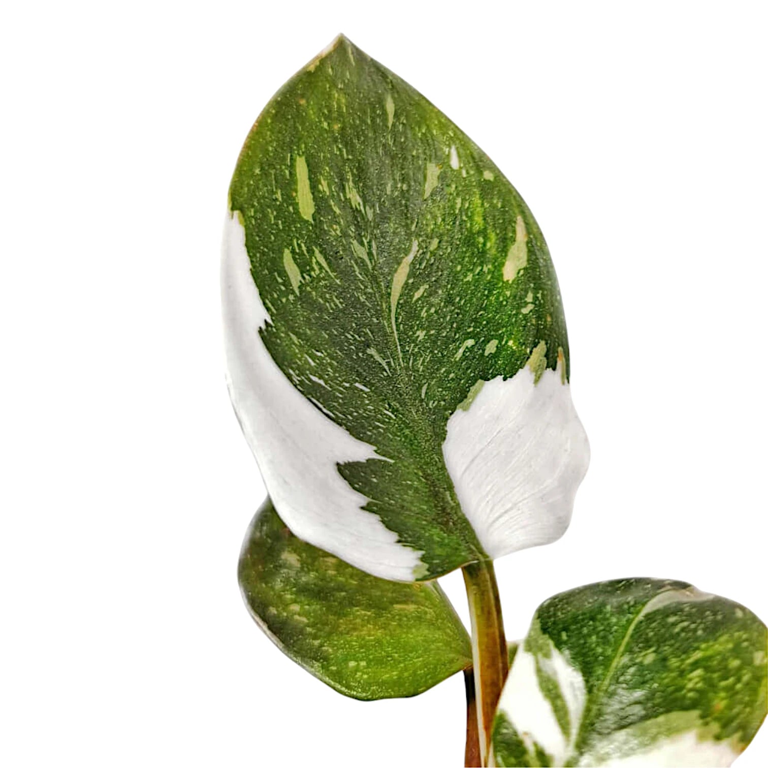 Philodendron 'White knight' leaf close-up on white background.