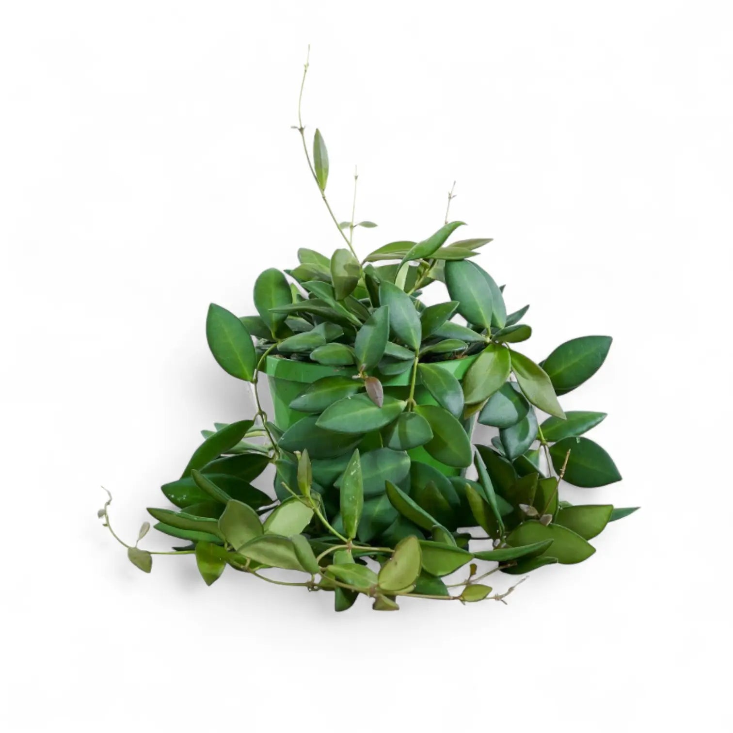 Hoya burtoniae potted houseplant in nursery pot on white background, product photo 2.