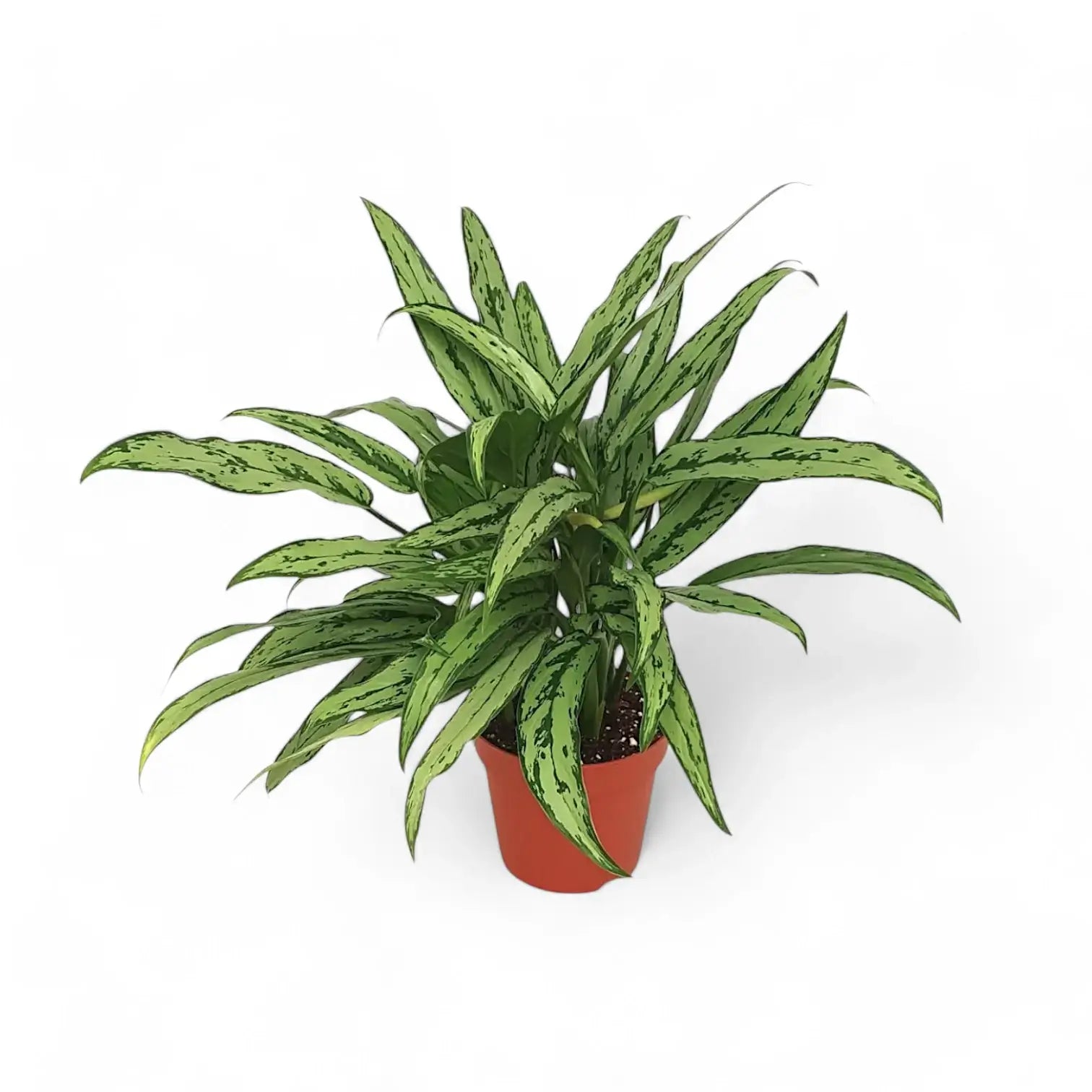 Aglaonema 'Cutlass' potted houseplant in nursery pot on white background, product photo 6.
