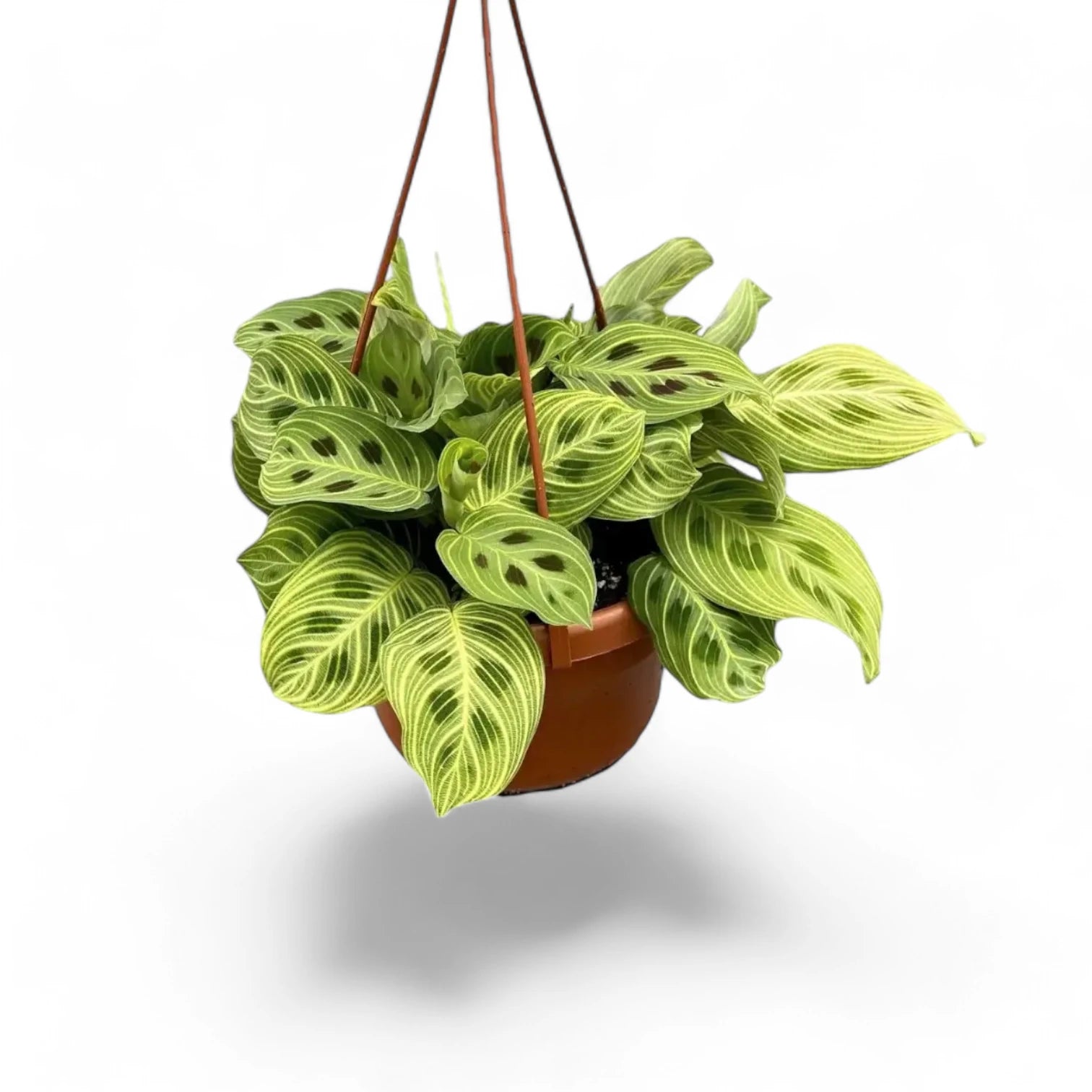 Maranta leuconeura 'Light Veins' ('Fantasy') – Zimmerpflanze im Kulturtopf auf weißem Hintergrund, Produktfoto 3.