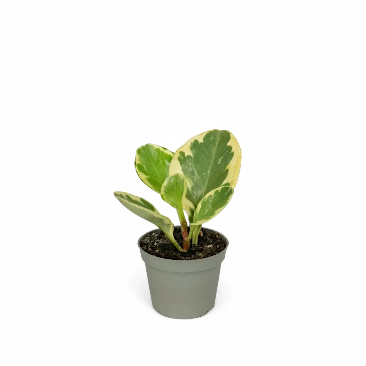 Peperomia obtusifolia 'Green Gold' potted houseplant in nursery pot on white background, product photo 2.