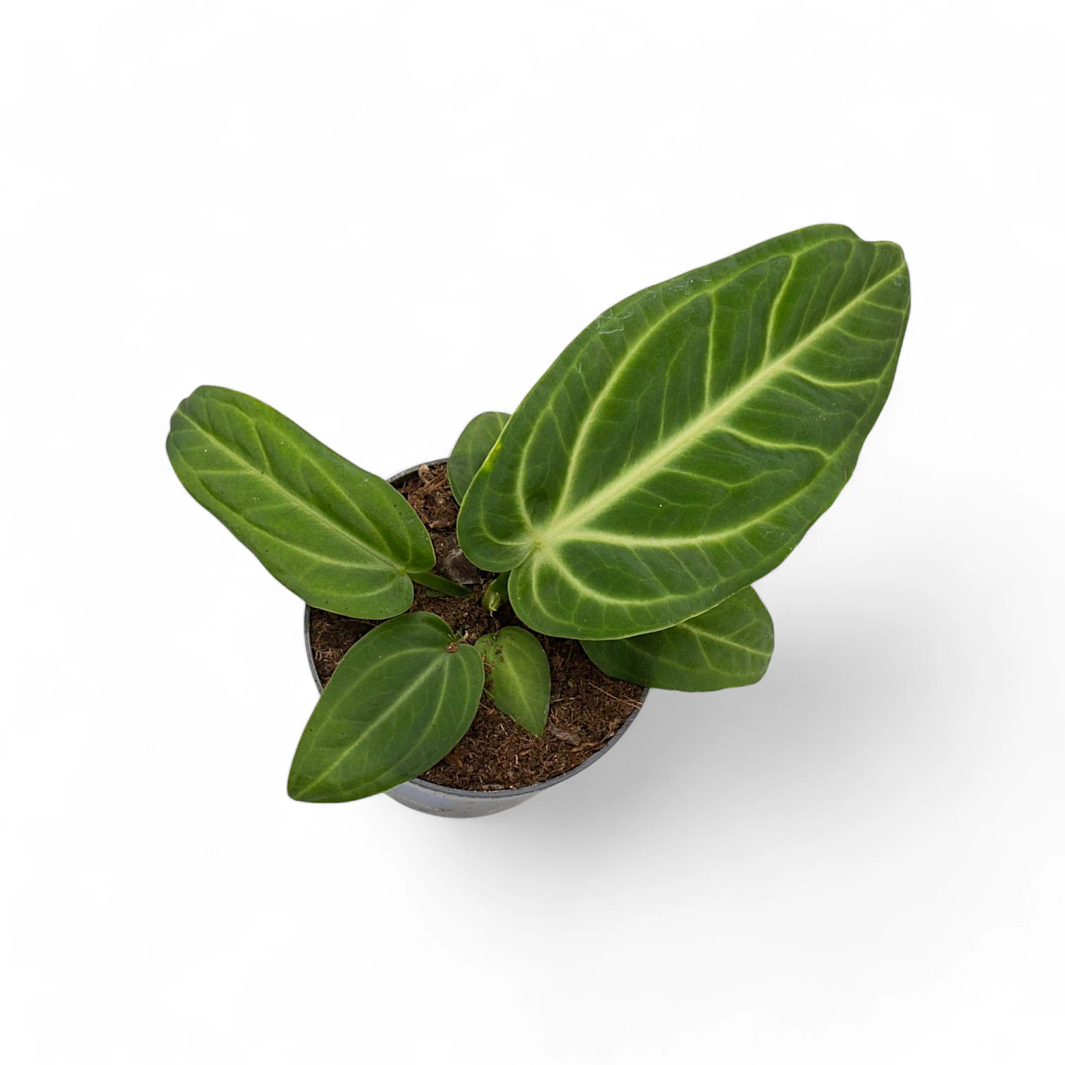 Anthurium villenaorum potted houseplant in nursery pot on white background, product photo 11.