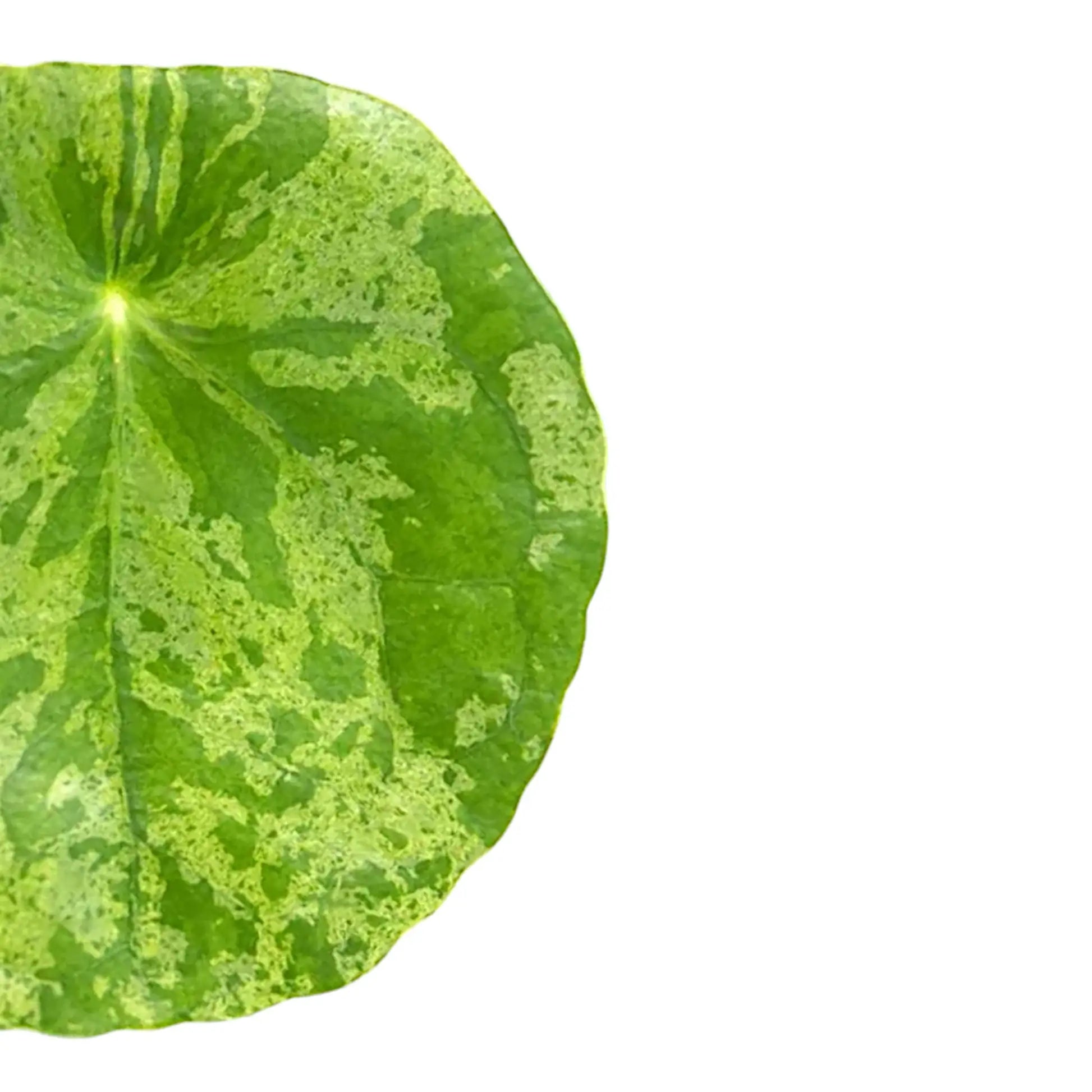 Pilea peperomioides 'Mojito' – Nahaufnahme eines Blatts vor weißem Hintergrund.