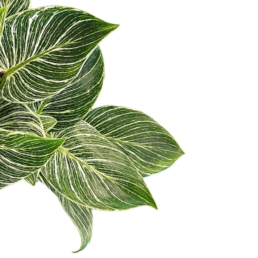 Nahaufnahme von Philodendron 'Birkin' (Philodendron 'White wave', Philodendron 'White Measure') vor weißem Hintergrund.