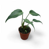 Monstera 'Burle Marx's Flame' potted houseplant in nursery pot on white background, product photo 8.