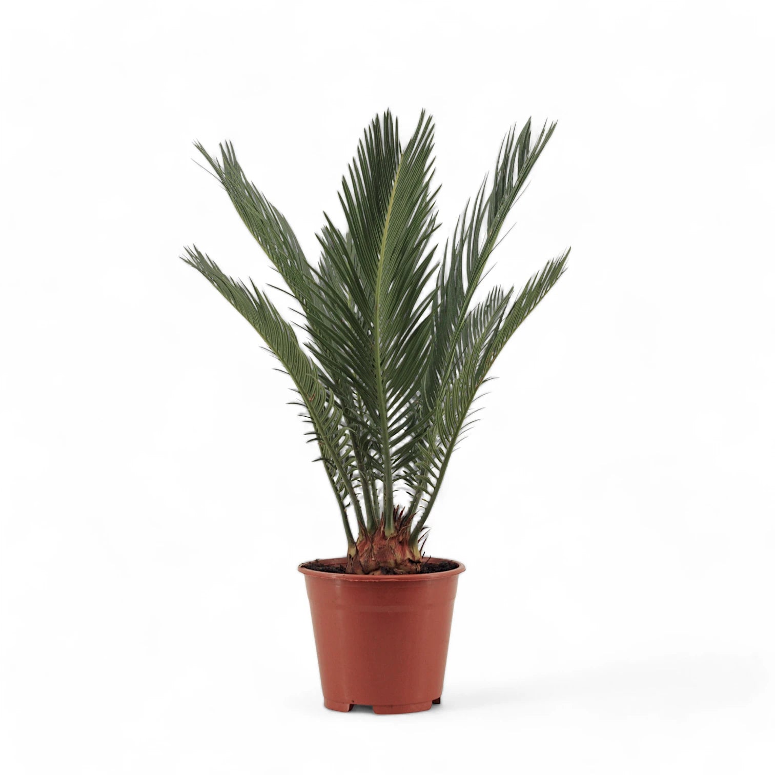 Cycas revoluta – Topfpflanze im Kulturtopf vor weißem Hintergrund, Produktfoto 8.