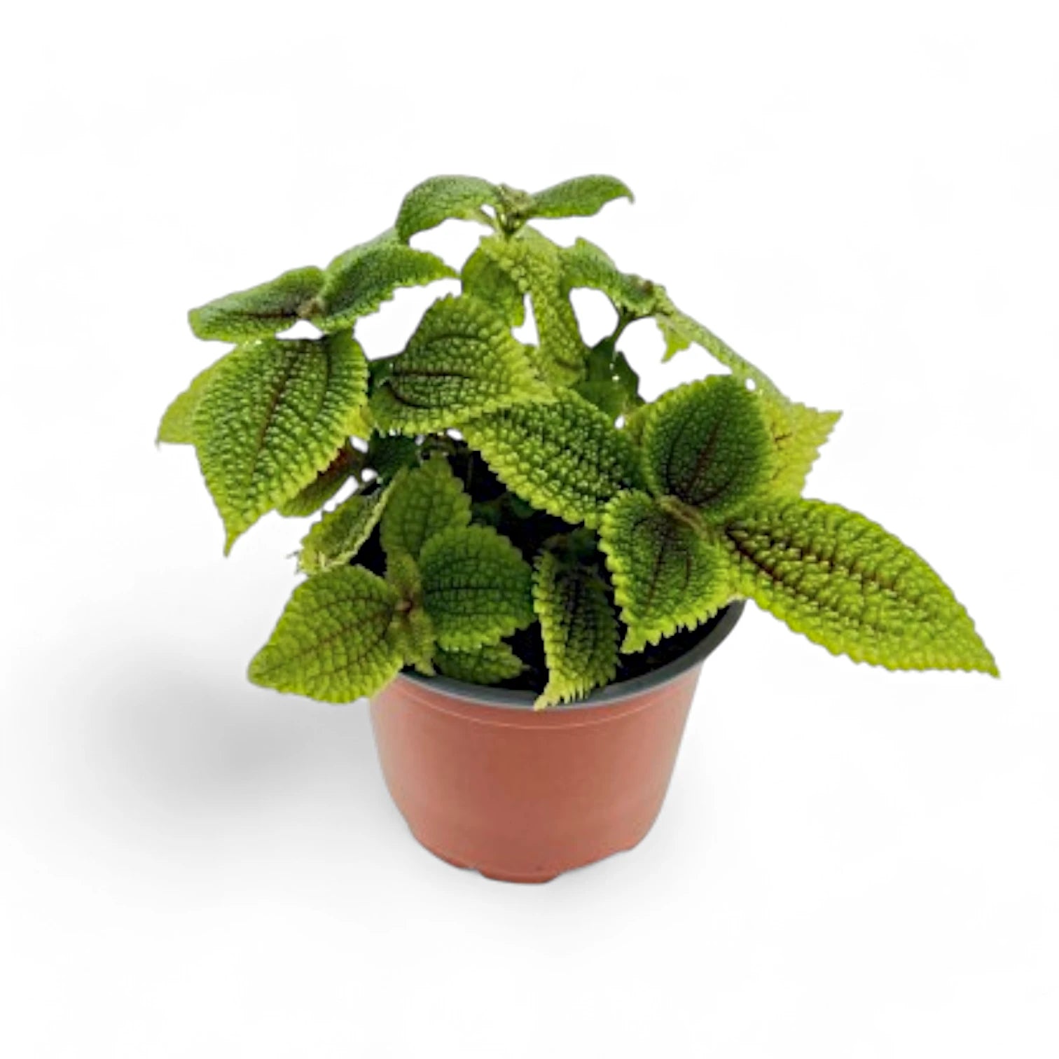 Pilea ovalis 'Moon valley' potted houseplant in nursery pot on white background, product photo 5.