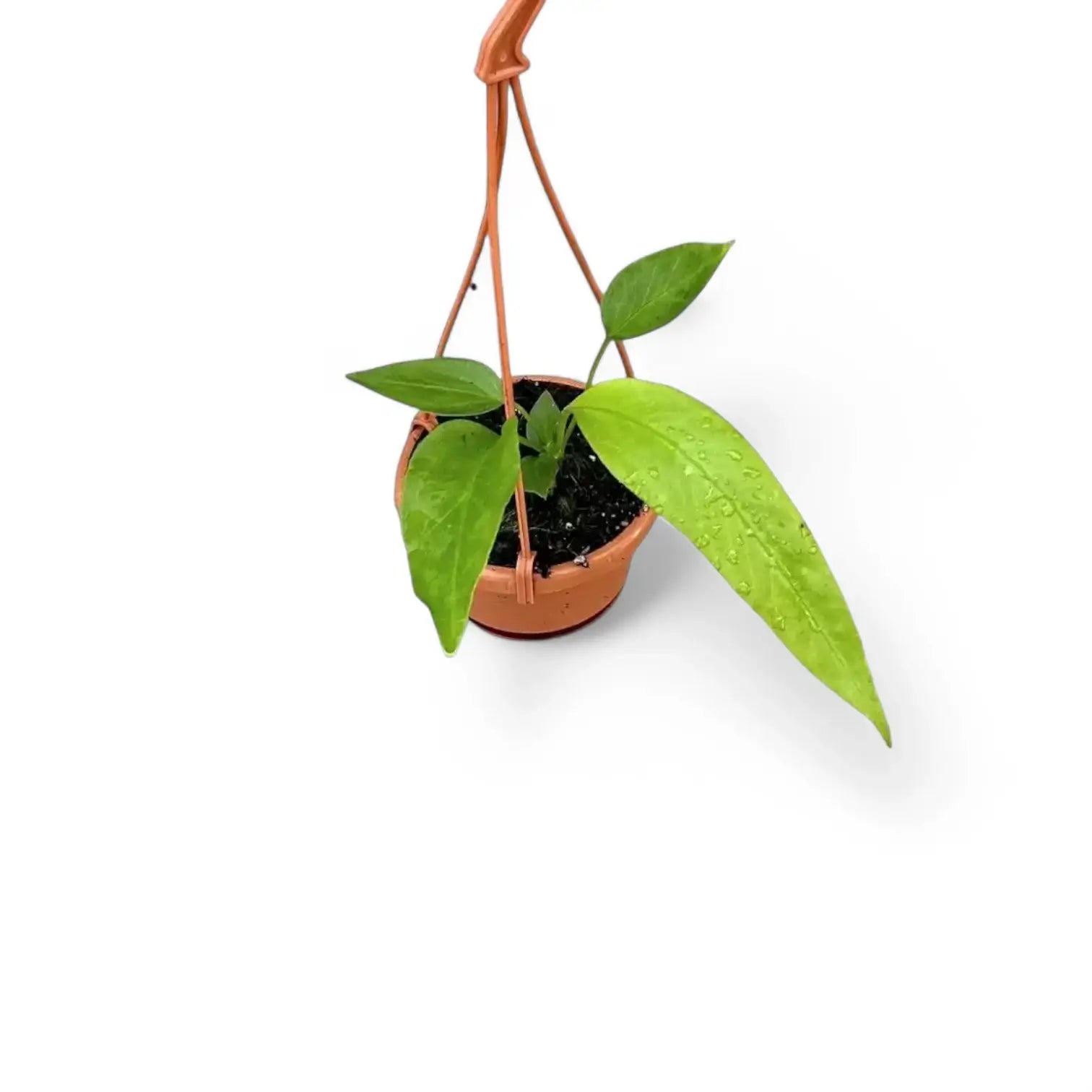 Anthurium vittarifolium potted houseplant in nursery pot on white background, product photo