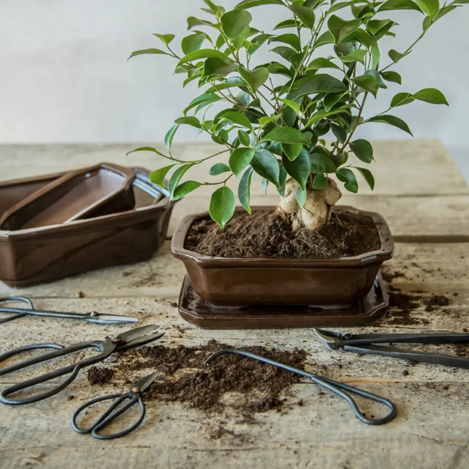 Bonsai pruning scissors on white background, product photo 3.
