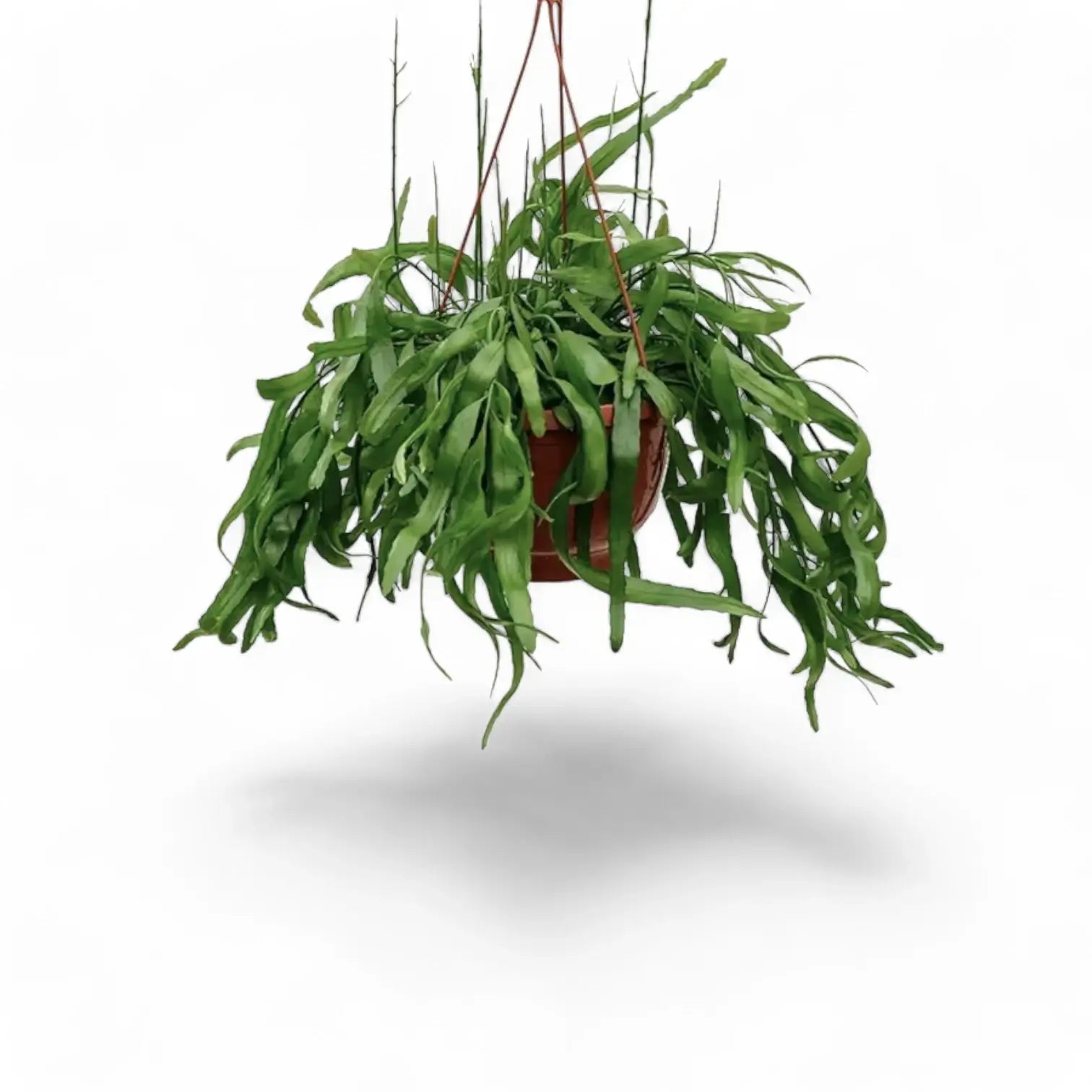 Pseudorhipsalis ramulosa subsp. ramulosa 'Red Coral' potted houseplant in nursery pot on white background, product photo 2.