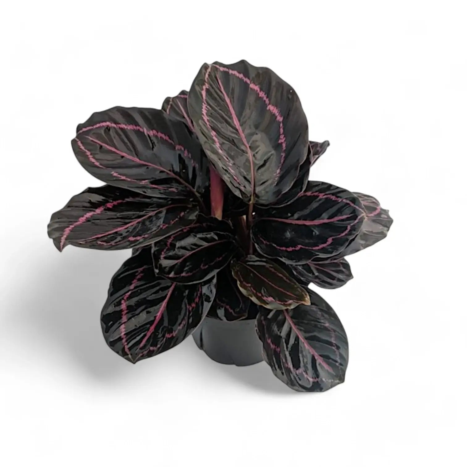 Goeppertia (Calathea) roseopicta 'Dottie' ('Illustrious') – Topfpflanze im Kulturtopf vor weißem Hintergrund, Produktfoto 6.