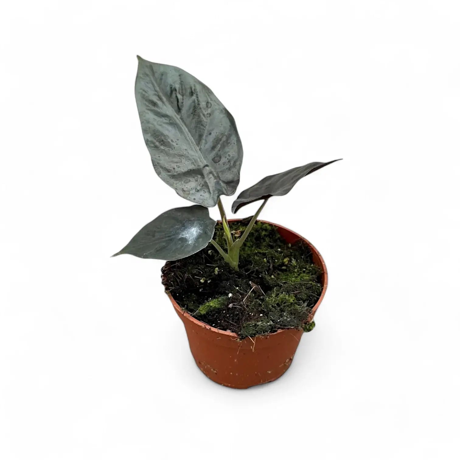Alocasia infernalis 'Black Magic' potted houseplant in nursery pot on white background, product photo 4.