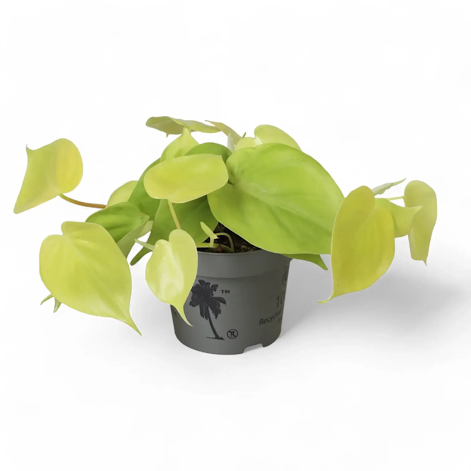 Philodendron hederaceum ‘Lime’ ('Neon') potted houseplant in nursery pot on white background, product photo 5.