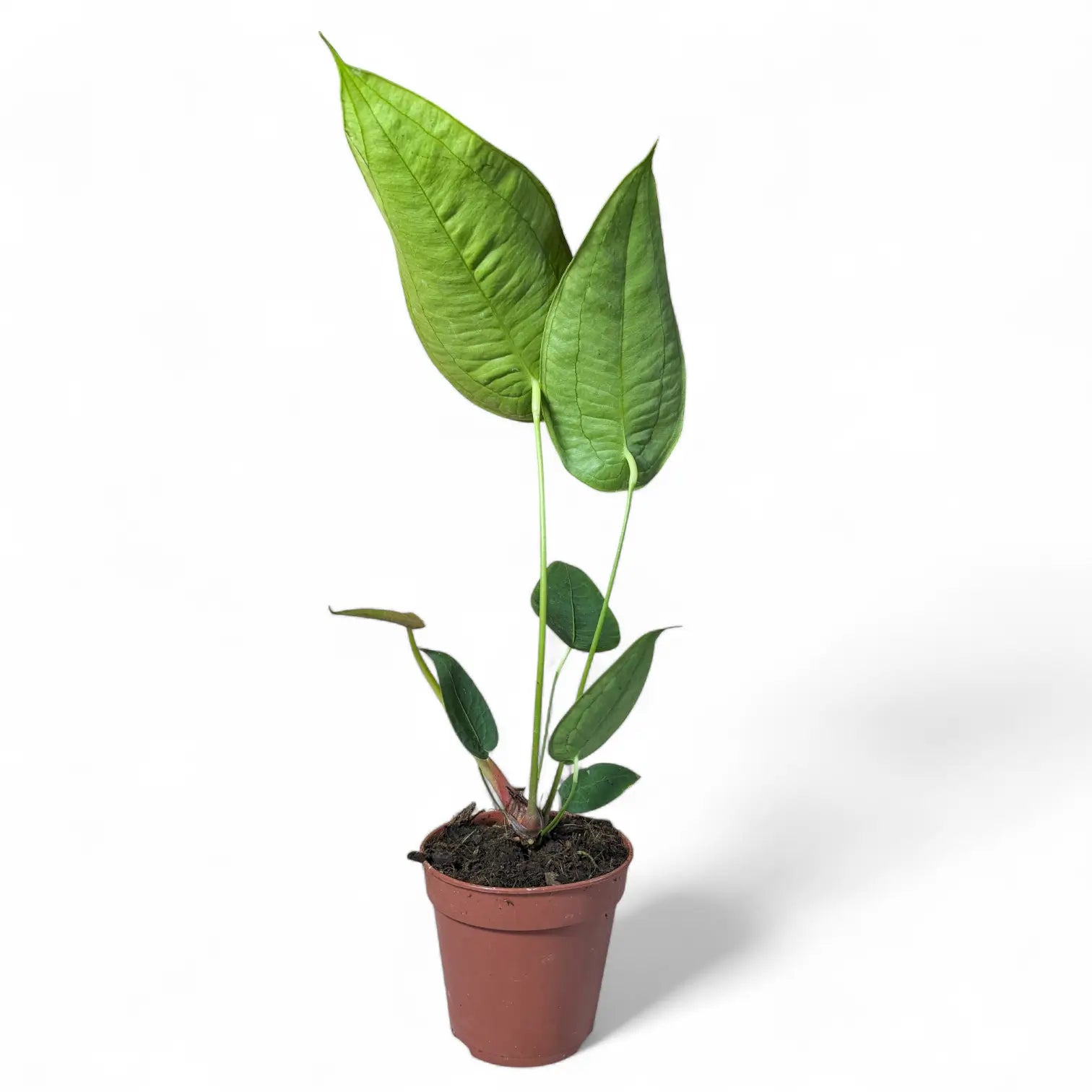 Anthurium peltigerum potted houseplant in nursery pot on white background, product photo 6.