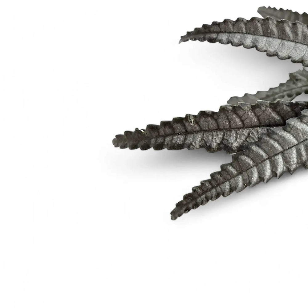 Pilea hitchcockii – Nahaufnahme eines Blatts vor weißem Hintergrund.