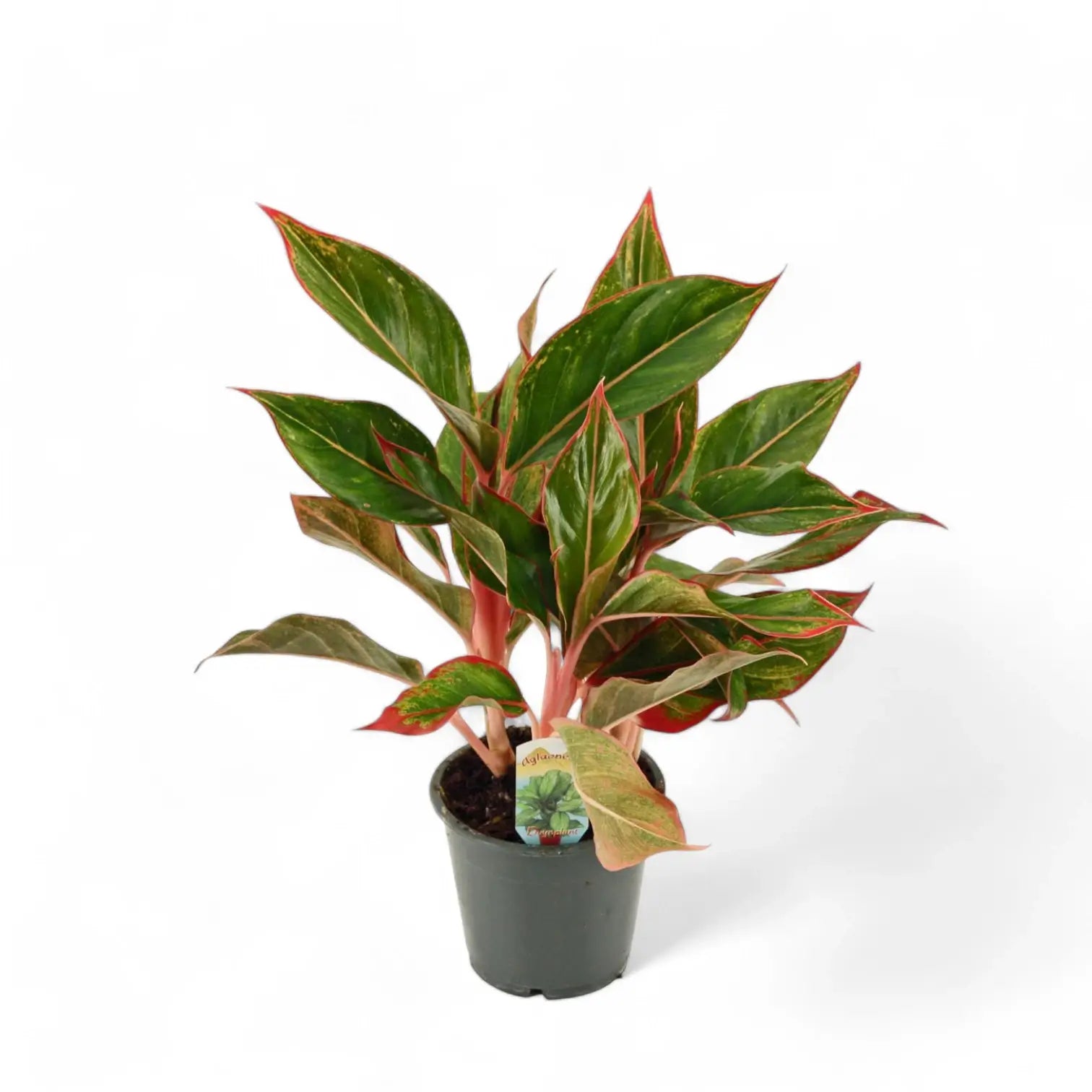 Aglaonema 'Crete' aka 'Siam Aurora' aka 'Jungle Red' potted houseplant in nursery pot on white background, product photo 4.