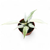 Philodendron 'Florida Ghost' potted houseplant in nursery pot on white background, product photo 7.