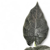 Alocasia 'Antoro velvet' – Zimmerpflanze im Kulturtopf auf weißem Hintergrund, Produktfoto 6.