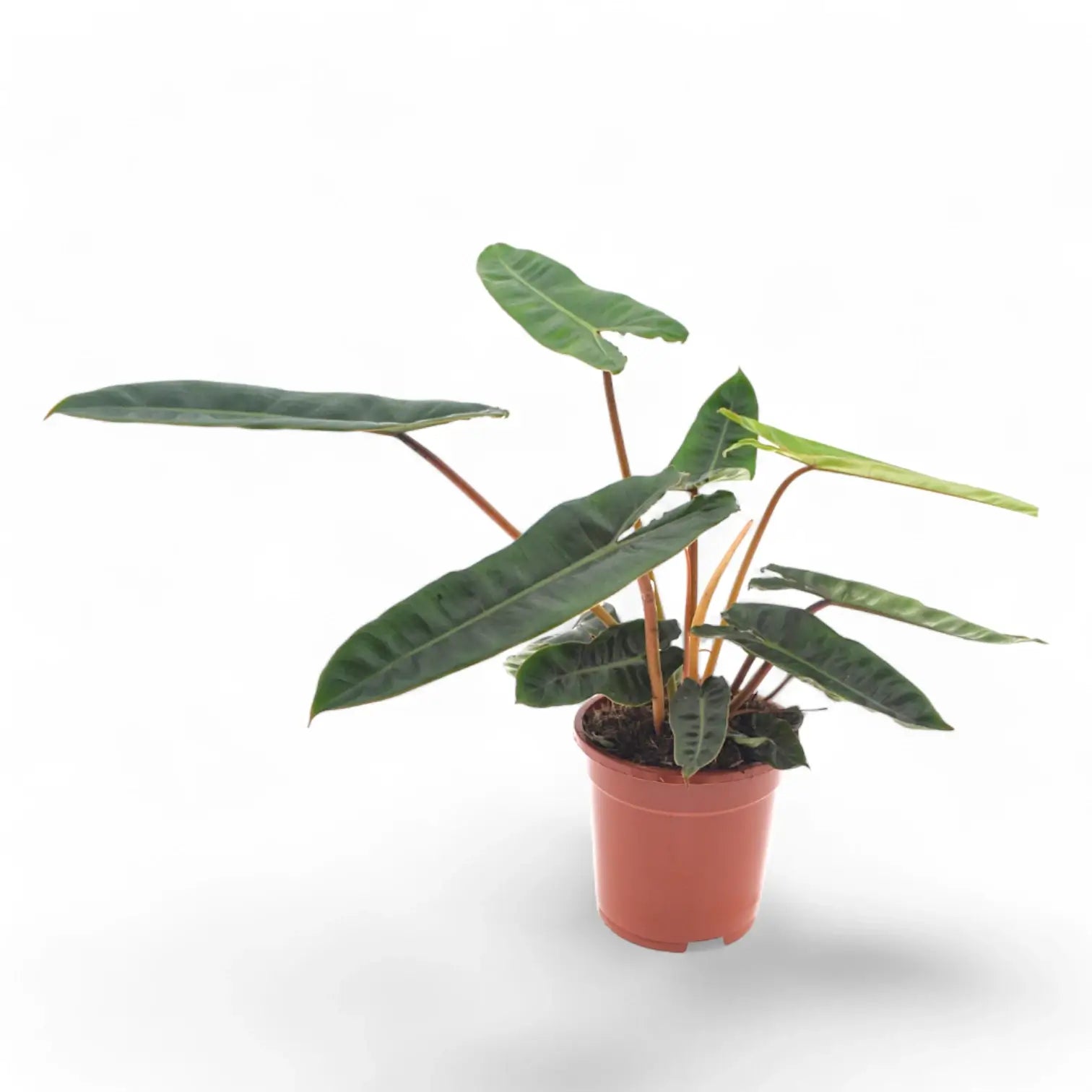 Philodendron billietiae – Topfpflanze im Kulturtopf vor weißem Hintergrund, Produktfoto 12.