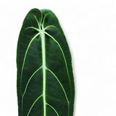 Philodendron verrucosum potted houseplant in nursery pot on white background, product photo 1.