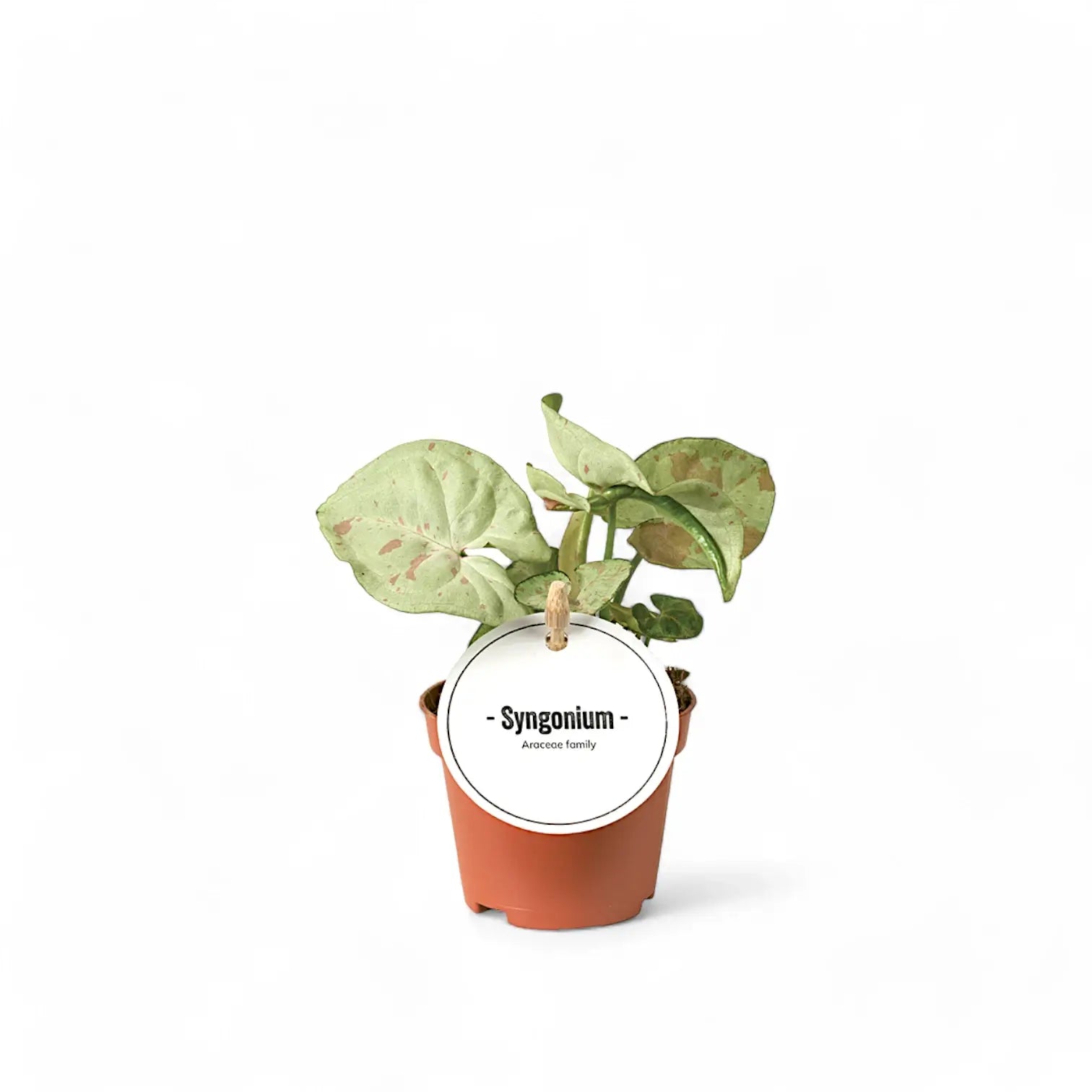 Syngonium podophyllum 'Confetti' potted houseplant in nursery pot on white background, product photo 4.