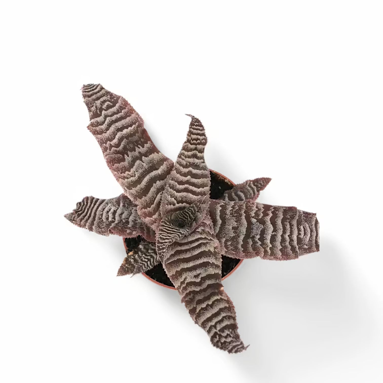 Cryptanthus zonatus – Topfpflanze im Kulturtopf vor weißem Hintergrund, Produktfoto 3.