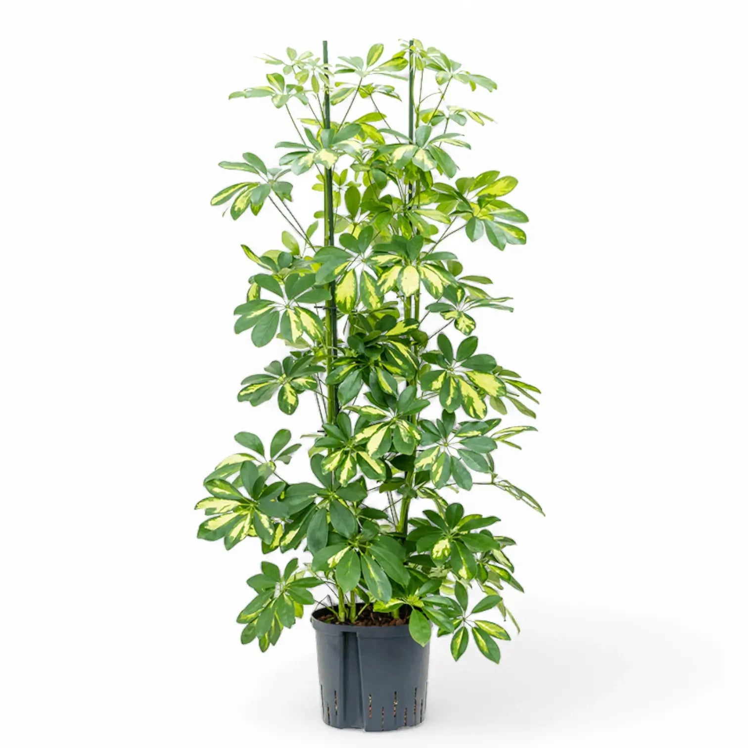 Heptapleurum (Schefflera) arboricola 'Gold Capella' potted houseplant in nursery pot on white background, product photo 8.
