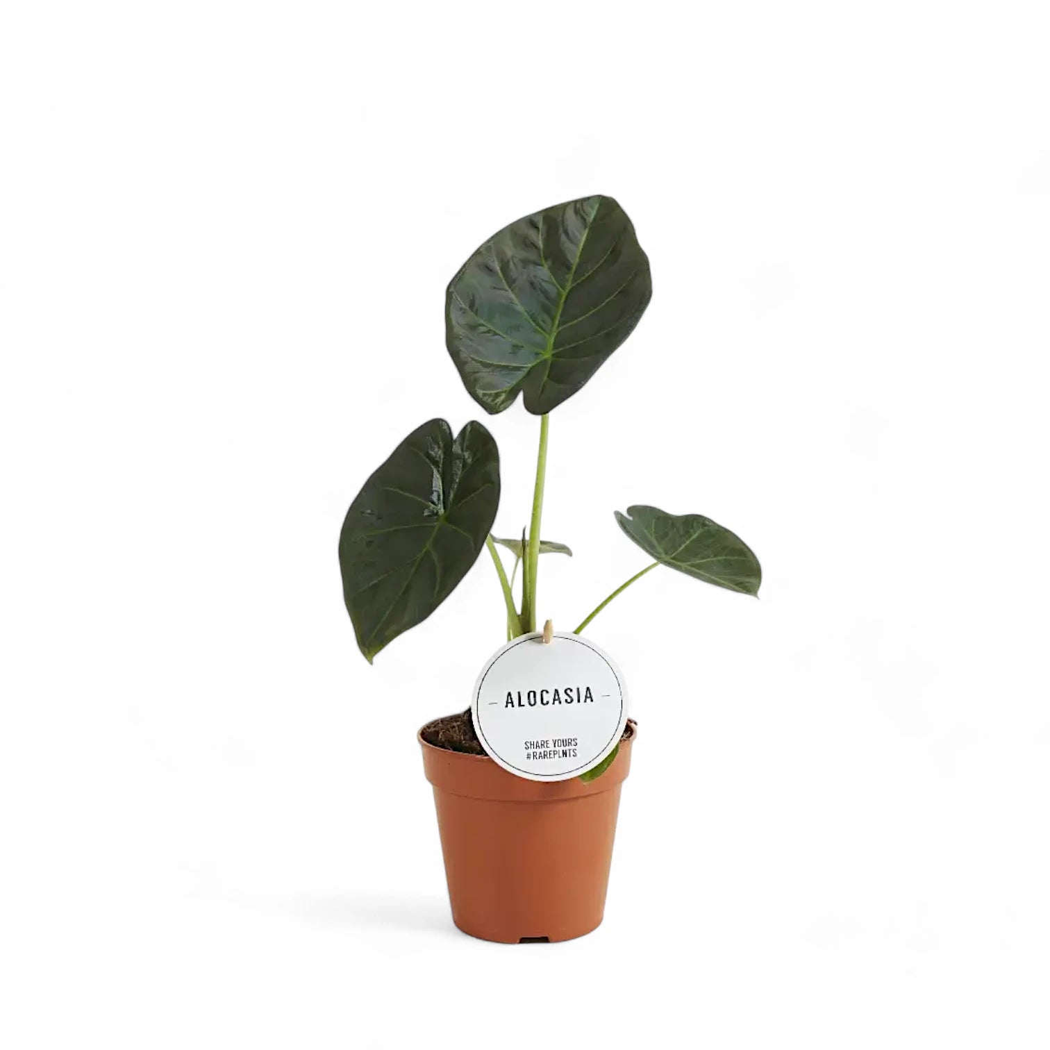 Alocasia 'Regal Shields' potted houseplant in nursery pot on white background, product photo 5.