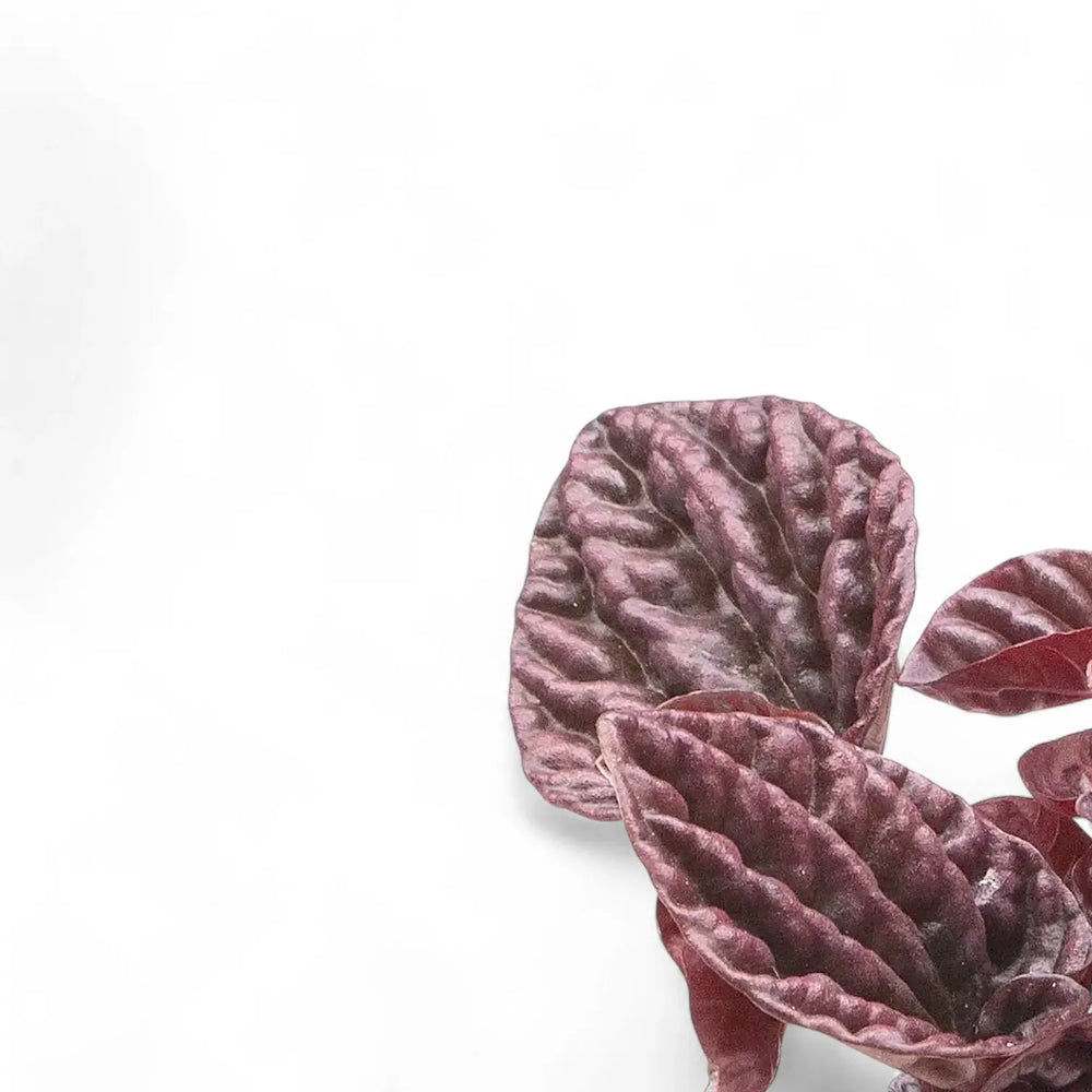 Peperomia caperata 'Red Luna' leaf close-up on white background.