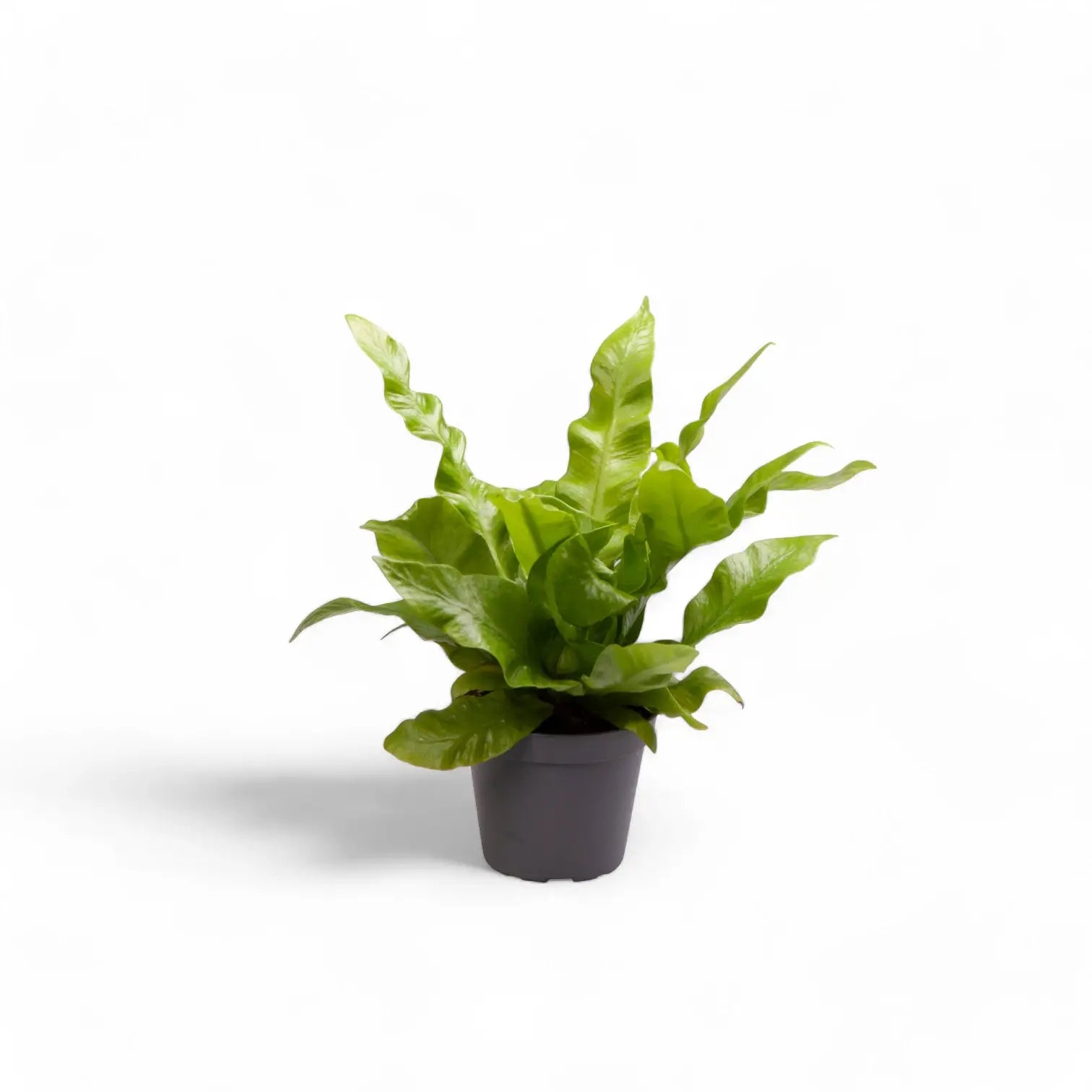 Asplenium nidus 'Crispy Wave' potted houseplant in nursery pot on white background, product photo 4.