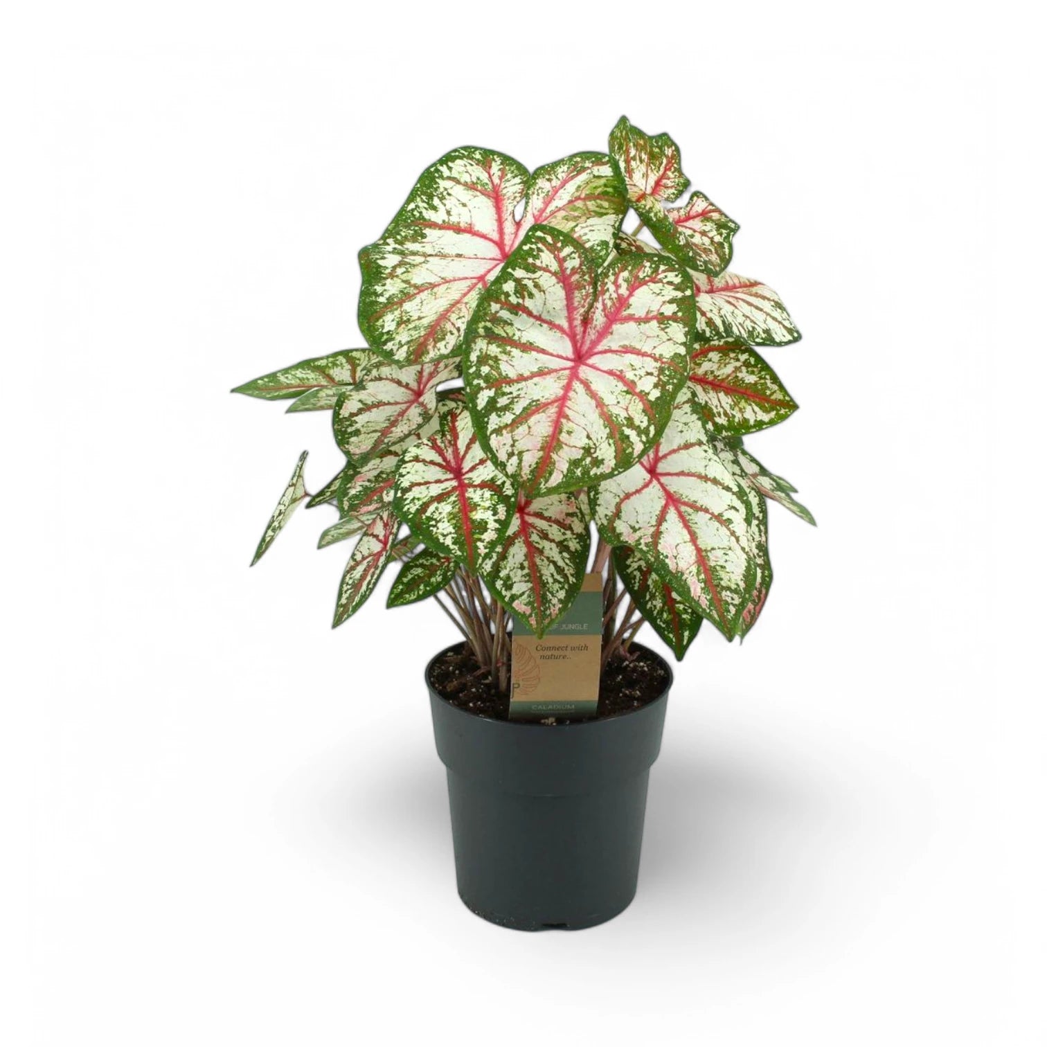 Caladium 'Tapestry'