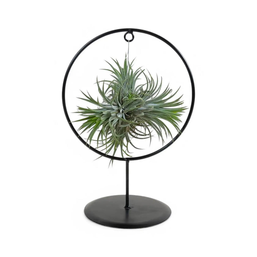 Tillandsia ionantha – With Plant Display Stand leaf close-up on white background.