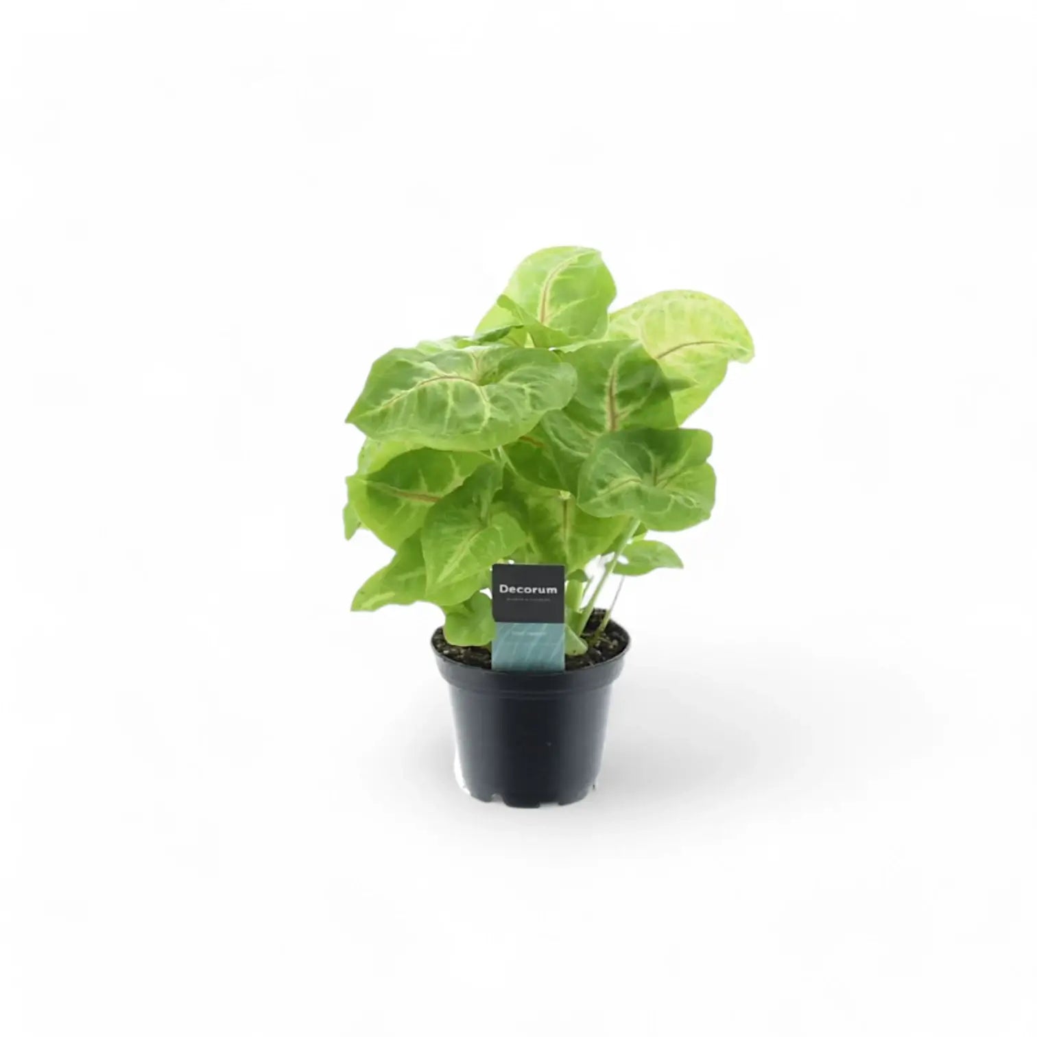 Syngonium podophyllum 'Mango allusion' potted houseplant in nursery pot on white background, product photo 4.