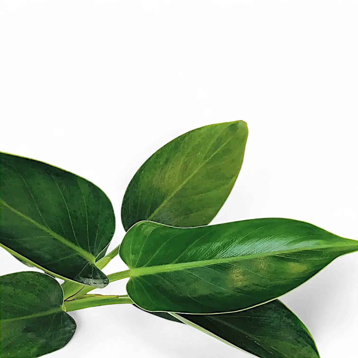 Philodendron 'Green princess' leaf close-up on white background.