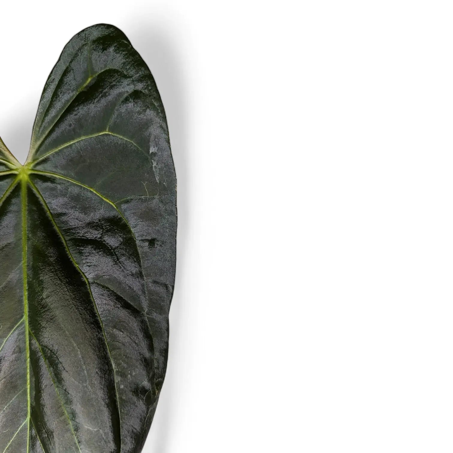 Anthurium papillilaminum – Nahaufnahme eines Blatts vor weißem Hintergrund.