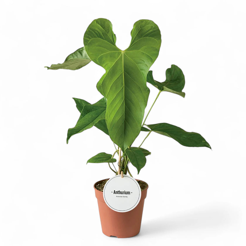 Anthurium balaoanum potted houseplant in nursery pot on white background, product photo 3.