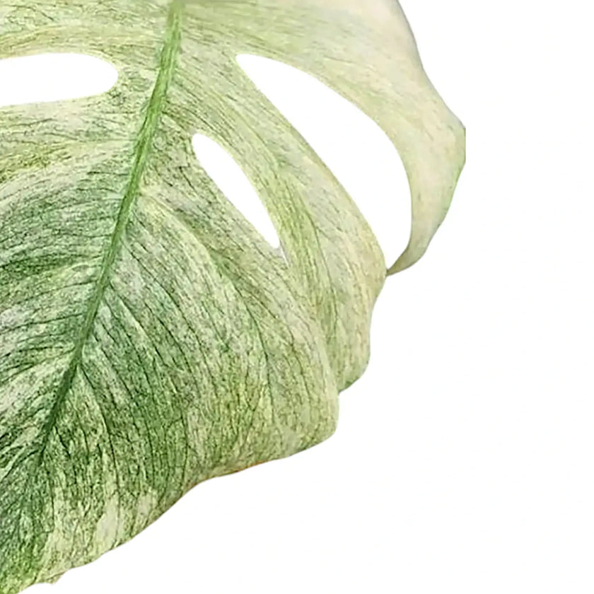 Monstera deliciosa variegata 'Mint' leaf close-up on white background.