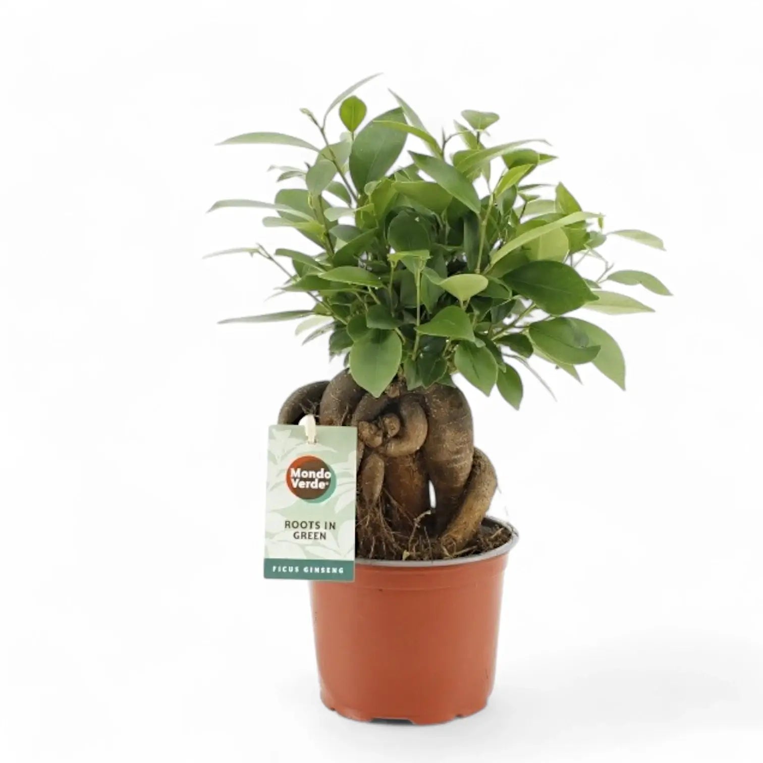Ficus microcarpa 'Ginseng' potted houseplant in nursery pot on white background, product photo 13.