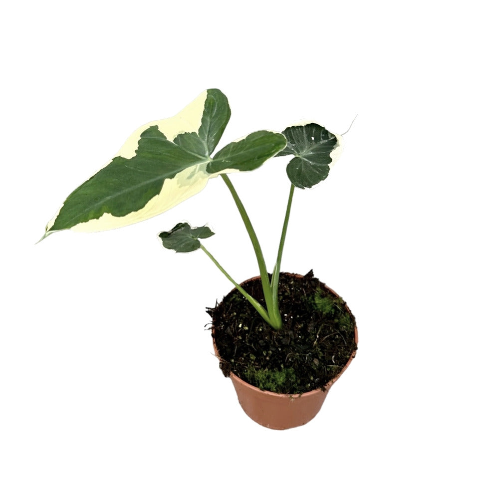 Xanthosoma sagittifolium 'Mickey Mouse' potted houseplant in nursery pot on white background, product photo 3.