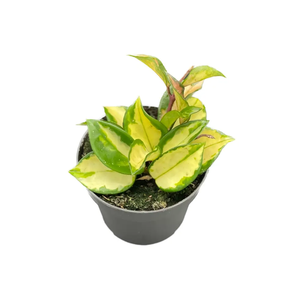 Hoya carnosa 'Tricolor' – Topfpflanze im Kulturtopf vor weißem Hintergrund, Produktfoto 8.