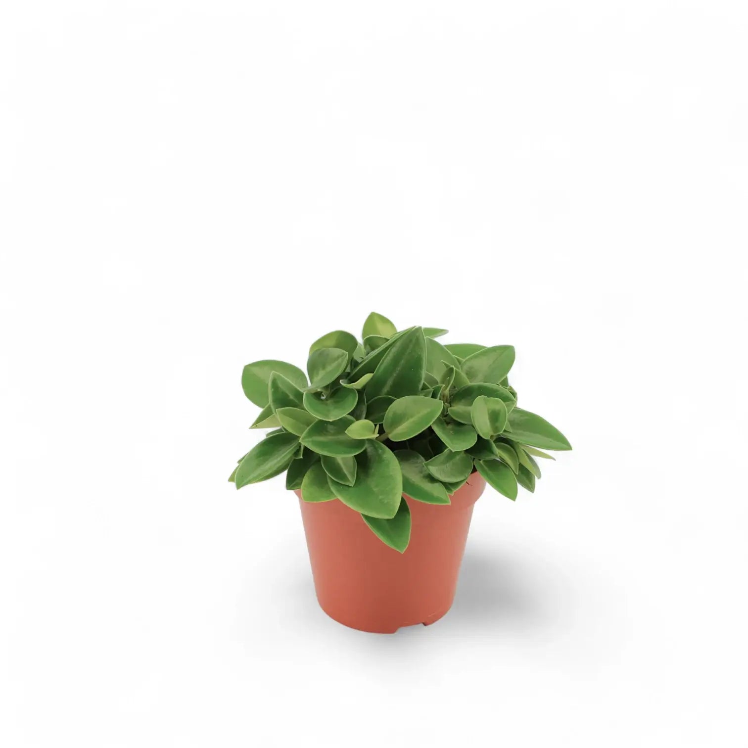 Peperomia orba 'Pixie' potted houseplant in nursery pot on white background, product photo 3.
