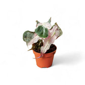 Alocasia 'Polly' Albo/ Pink Variegata potted houseplant in nursery pot on white background, product photo 5.