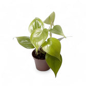 Philodendron hederaceum var. oxycardium (Philodendron scandens) potted houseplant in nursery pot on white background, product photo 5.
