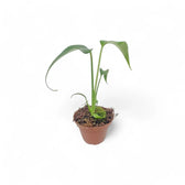 Monstera 'Burle Marx's Flame' potted houseplant in nursery pot on white background, product photo 12.