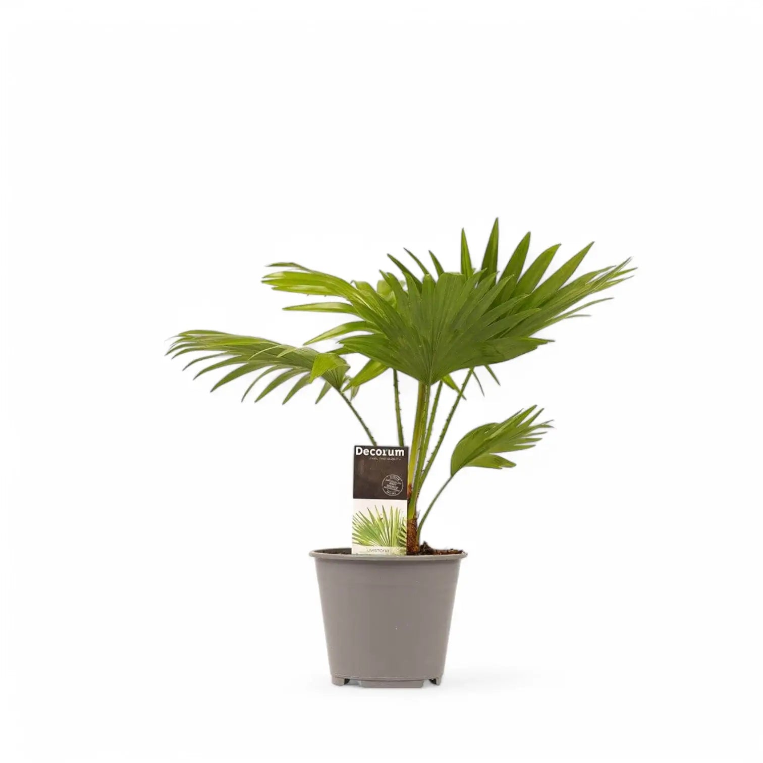 Saribus rotundifolius potted houseplant in nursery pot on white background, product photo 2.