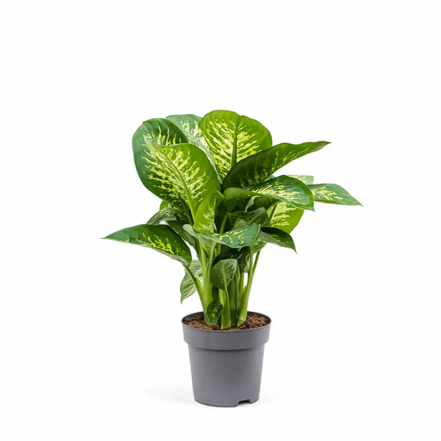 Dieffenbachia seguine 'Reeva' potted houseplant in nursery pot on white background, product photo 2.