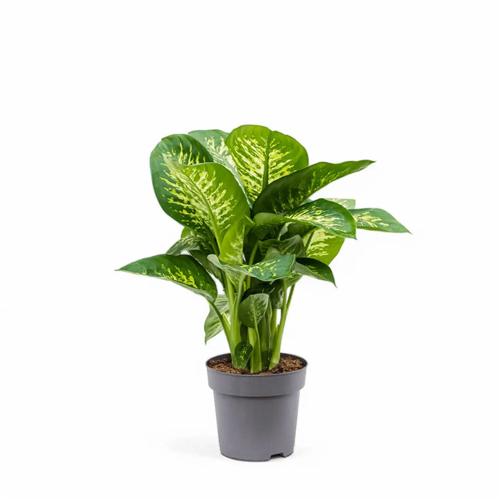 Dieffenbachia seguine 'Reeva' potted houseplant in nursery pot on white background, product photo 2.