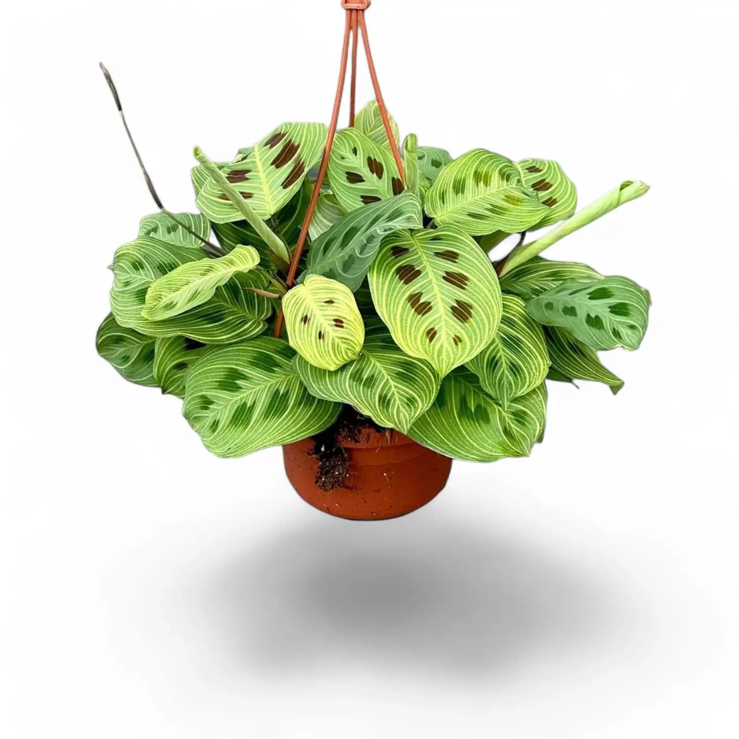 Maranta leuconeura 'Light Veins' ('Fantasy') – Zimmerpflanze im Kulturtopf auf weißem Hintergrund, Produktfoto 6.