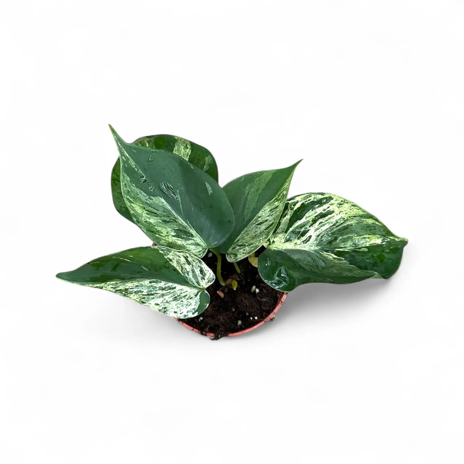 Philodendron hederaceum var. oxycardium variegata – Topfpflanze im Kulturtopf vor weißem Hintergrund, Produktfoto 5.